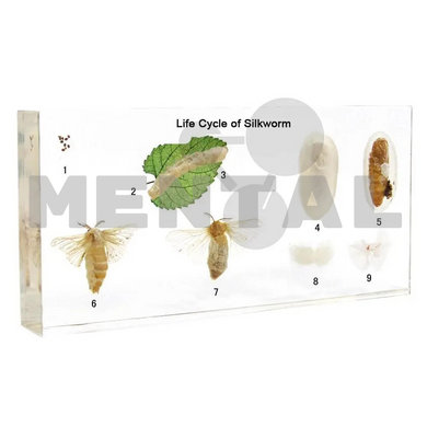 Collection "Insect development with a complete transformation. Silkworm model" in transparent plastic MENTAL