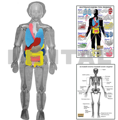 Модель тіла людини розбірна з органами