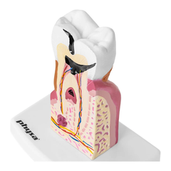 Модель Будова зуба людини
