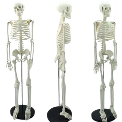 Human skeleton model 85cm MENTAL