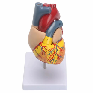 Human heart model in natural size