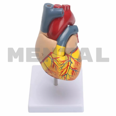Модель Серце людини в натуральному розмірі