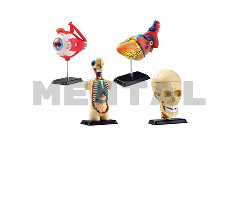 A set of 4 mini-models. Human body