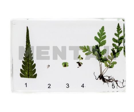 Fern development