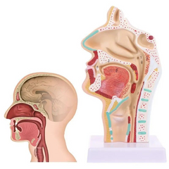 Model of human nasopharynx sagittal section of human head 20cm MENTAL