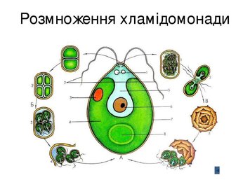 Модель-аплікація Розмноження водорості