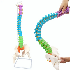 Human spine model 86cm MENTAL