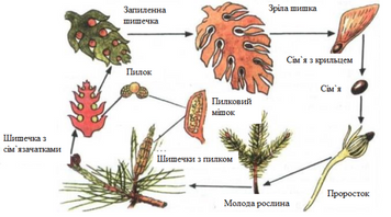 Модель-аплікація Розмноження сосни